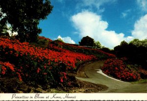 Hawaii Big Island Kona Poinsettias In Bloom