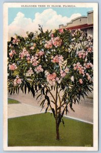 1920's OLEANDER TREE IN FLORIDA ANTIQUE POSTCARD