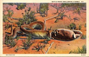 Snakes Rattlesnake Swallowing A Rabbit