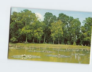 Postcard Beautiful View In The Botanical Garden, Bogor, Indonesia