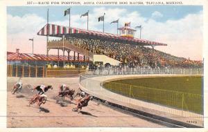 Tijuana Mexico Agua Caliente Dog Races Grandstand Antique Postcard K44467