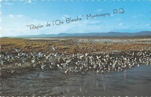 BR70872 montmagny  quebec les oies blanches canada