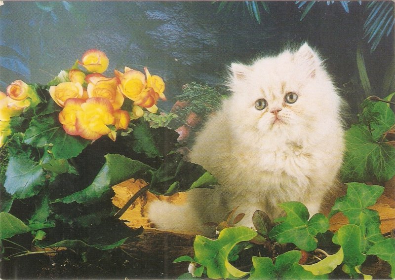 White kitten among flowers Nice English J, Salmonm PC. continental size