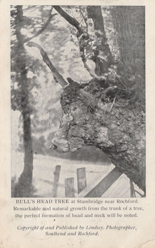 Bulls Head Tree Rochford Old Postcard