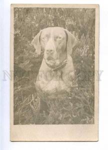 187031 POINTER in Grass HUNT Vintage REAL PHOTO Card