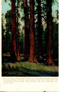 California Santa Cruz Big Trees Largest Grove Of Giant Sequoias In The World