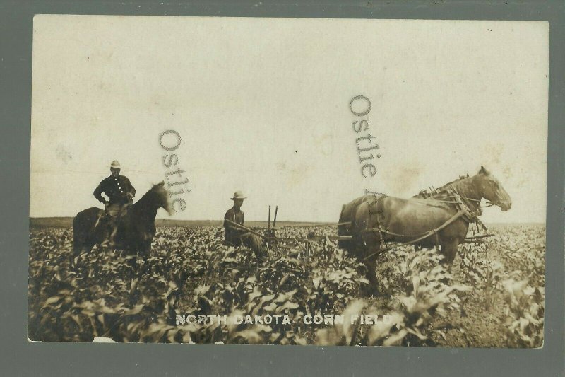 North Dakota RPPC 1908 FARMING SCENE Farm CULTIVATING CORN Cornfield FARMERS