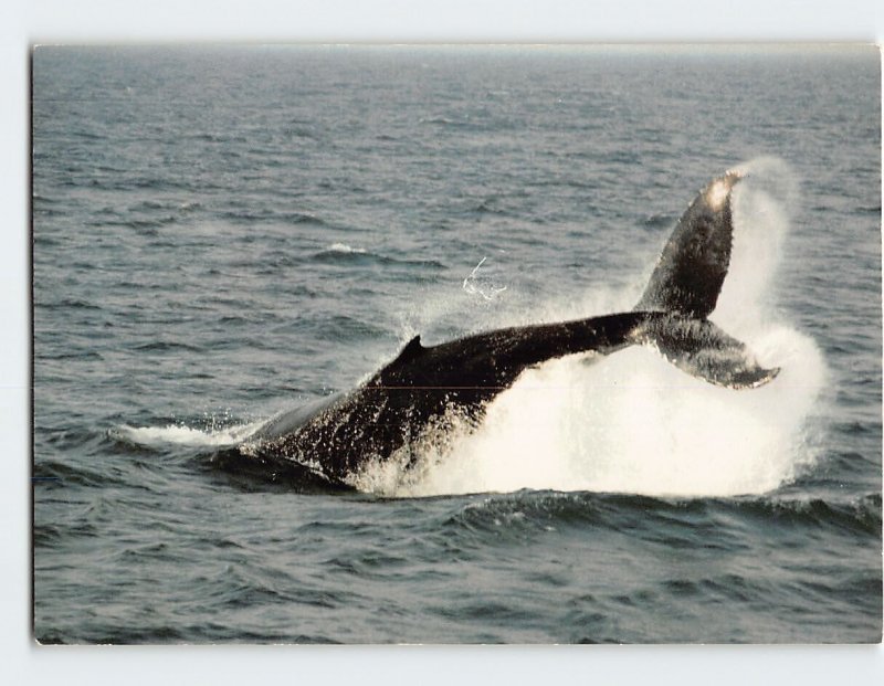 Postcard Humpback Whale Tail-Lobbing During Whale Watch Massachusetts USA