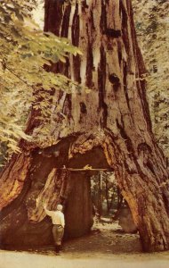 CALAVERAS BIG TREES Sequoias Drive-Thru Tree 76 Union Oil 1941 Vintage Postcard