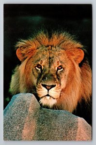 African Lion Milwaukee County Zoological Park Wisconsin Vintage Unposted