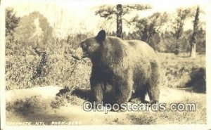 Yosemite National Park CA, USA Bear 1936 light crease left top corner, corner...