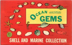Ocean Gems Shell and Marine Collection