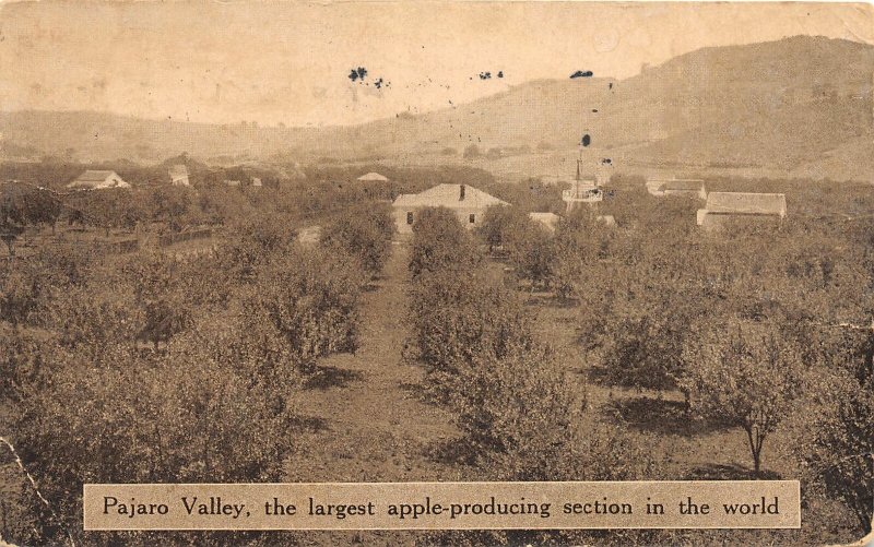 G26/ Pajaro Valley California Postcard 1915 Apple Orchard Homes Farm