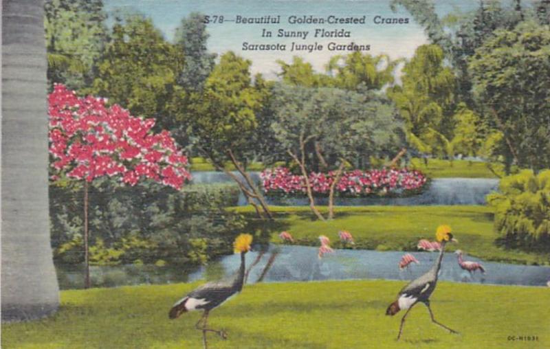 Florida Sarasota Golden Crested Cranes In Sarasota Jungle Gardens 1956 Curteich