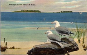 Massachusetts Plymouth Herring Gulls On Plymouth Beach