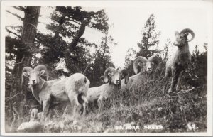 Big Horn Sheep Byron Harmon #42 Canada Unused Real Photo Postcard G86