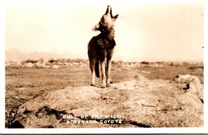 Nevada Coyote Call Of The Wild Real Photo