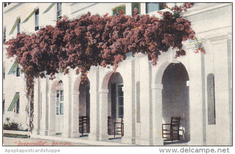 Bermuda Hamilton Bouganvilla Growing On House