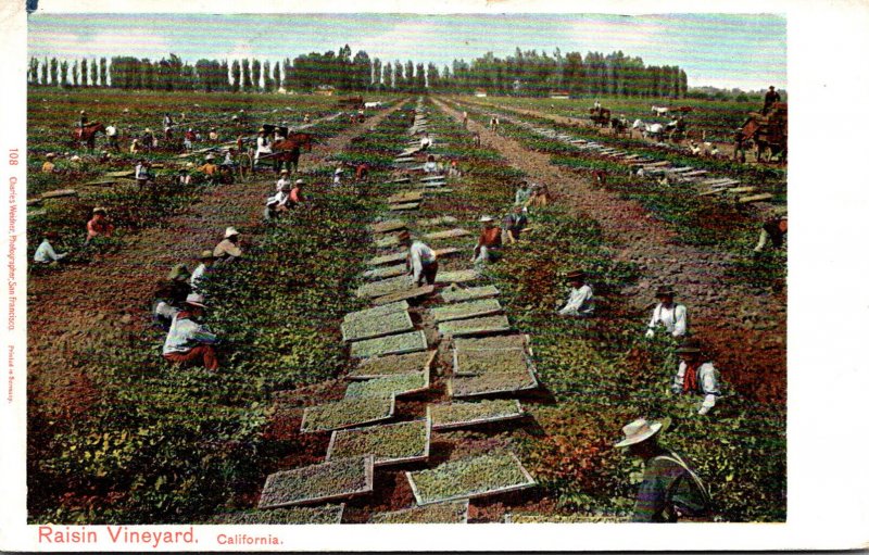 California Typical Raisin Orchard