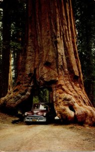 California Yosemite Mariposa Grove Of Big Trees Wawona Tunnel Tree 1959