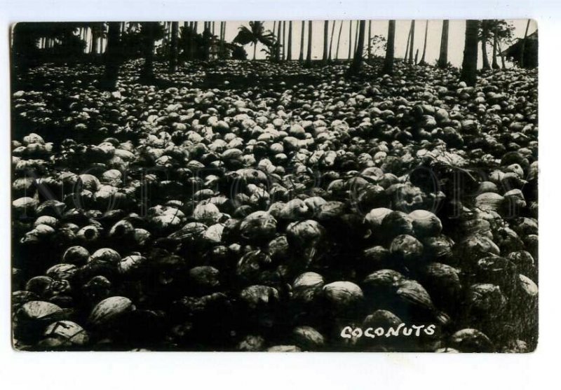 497039 Malaysia coconut harvest Vintage photo postcard