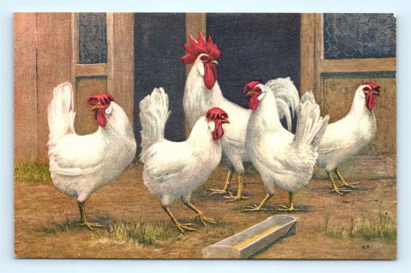 Postcard Chickens Rooster Stehli Switzerland B39