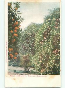 Unused Pre-1907 SOUTH CALI ROSE FLOWERS AND ORANGE TREES Los Angeles CA Q1662