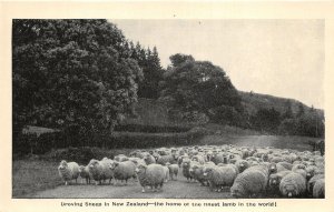 br106438 droving sheep  home of finest lamb in the world new zealand sheep