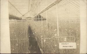 Biddeford ME Strout Greenhouse c1910 Real Photo Postcard