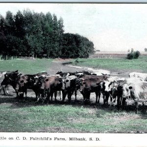 c1900s Milbank, SD Cows Cattle Livestock C.D. Fairchild's Farm Hand Colored A153