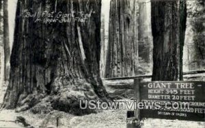 Bull Flat Giant Tree, Real Photo - California CA  