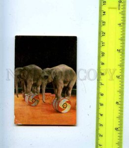 188669 USSR RUSSIA circus elephant Old CALENDAR 1981 year