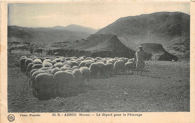 Lot130 departure for pasture azrou types folklore sheep morocco africa