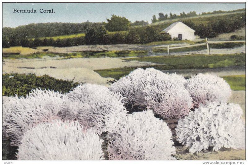 Bermuda Coral, Bermuda, 00-10s