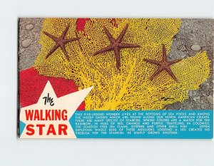 Postcard The Walking Star Outer Banks of North Carolina USA