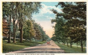 Massachusetts, Stately Elms Along the Pittsfield and Lenox Road Vintage Postcard