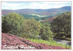 BR90478 hills of glen esk angus scotland scottish heather