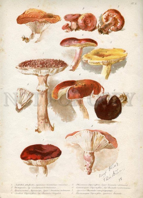 138023 1888 BEM Boehm mushrooms Book with 8 Lithographs