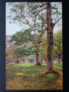 Hampshire NEW FOREST Beauty Spots of England c1914 Postcard 3182