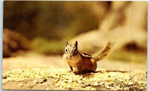 Postcard - Colorado Chipmunk - Colorado