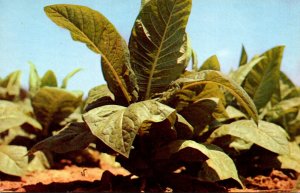 Tobacco Plant