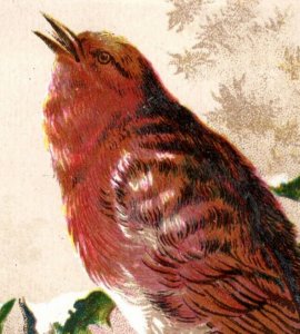 1880s Victorian Trade Cards Colorful Beautiful Wild Birds Fab! Lot Of 2 F119