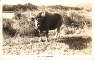 Vintage RPPC Hawaii HI Water Buffalo WILDLIFE PHOTOGRAPHY