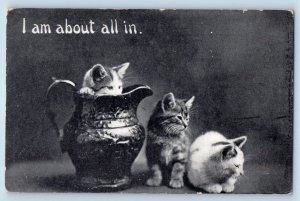 Toledo Ohio OH Postcard Cat Kittens In Vase Animal 1910 Posted Antique