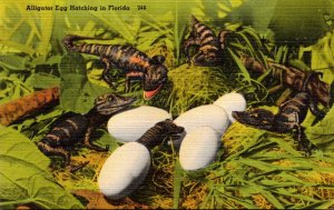 Florida Alligator Eggs Hatching In Florida