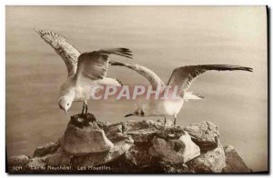 Old Postcard Switzerland Lake Neuchatel Seagulls