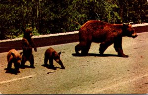 American Black Bear and Cubs 1971