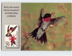 Postcard Ruby-throated Hummingbird Archilocus Colubris