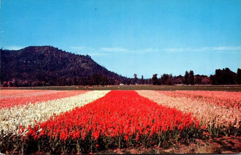 Oregon Gladiolus Field In Southern Oregon