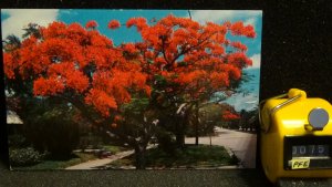Royal Poinciana Trees Florida Unposted